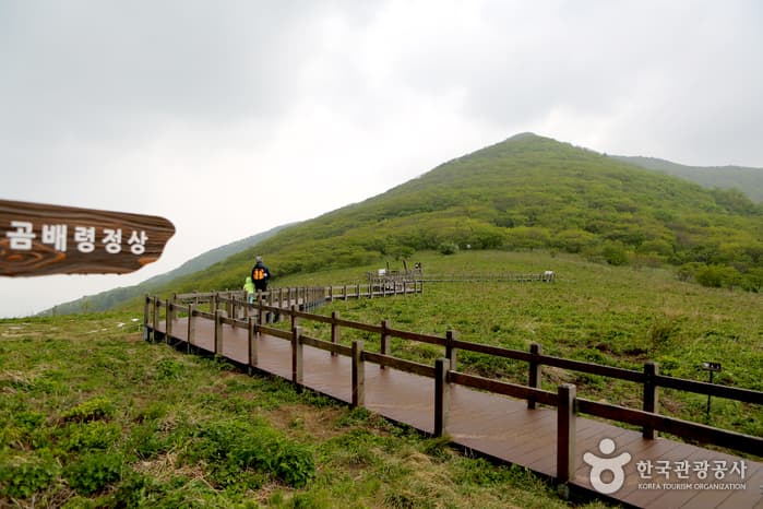 Jeombongsan Mountain Gombaeryeong Pass (점봉산 곰배령)