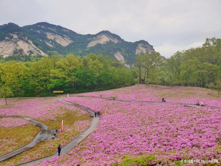 Buramsan Butterfly Garden (불암산나비정원)