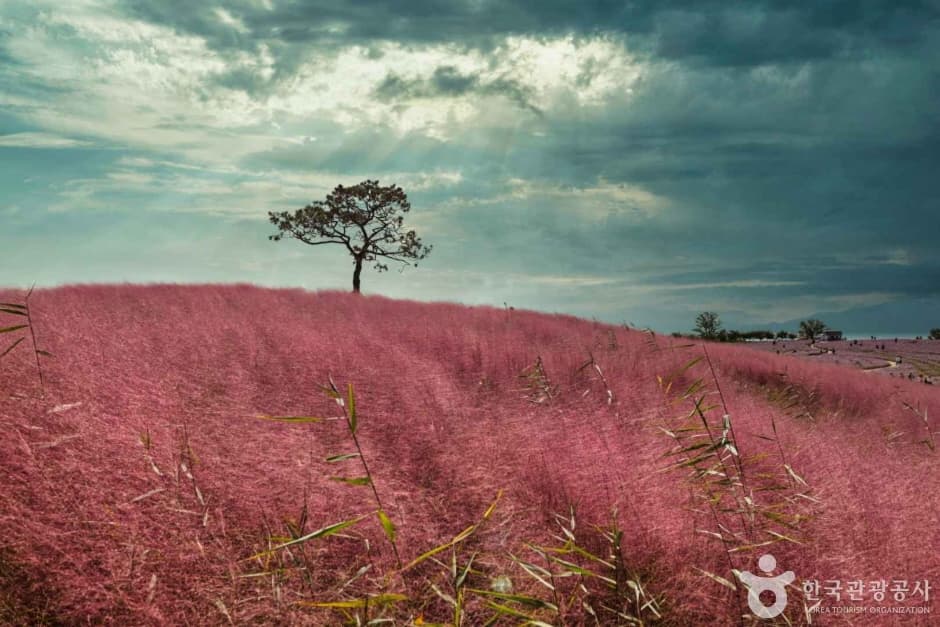 Anseong Farmland (안성팜랜드)
