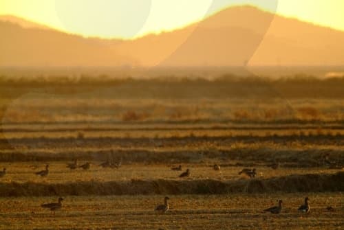 Cheonsuman Bay - Migratory Bird Sanctuary (천수만(철새도래지))