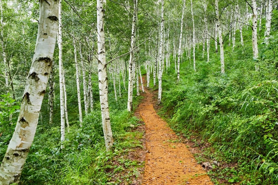 Cheongsong Premium Birch Forest (청송 자작나무 명품숲)