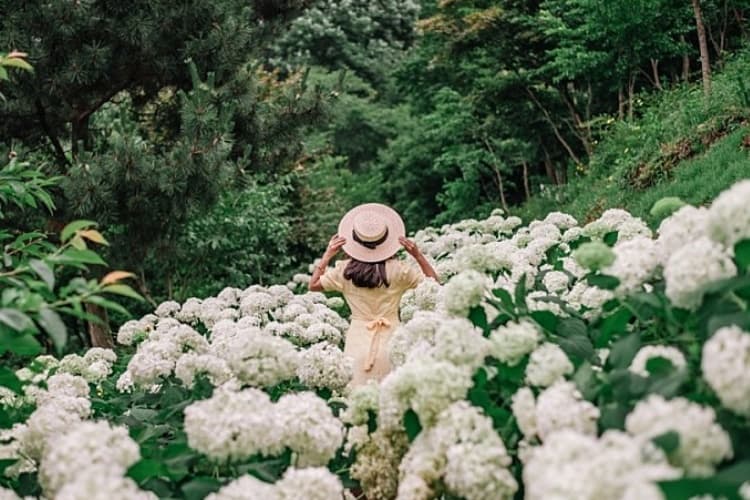 Samsunsan Arboretum (삼선산수목원)