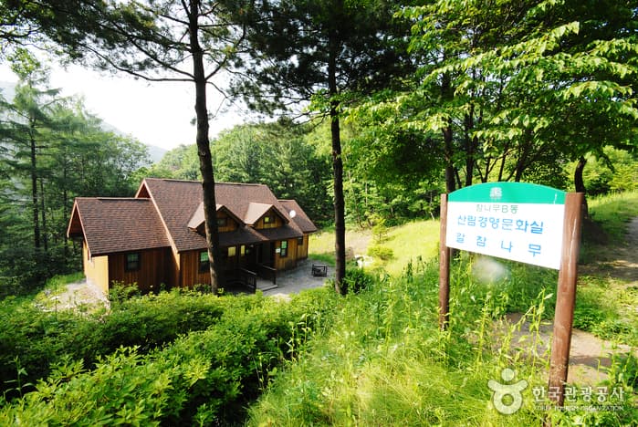 Jungmisan Recreational Forest (중미산자연휴양림)