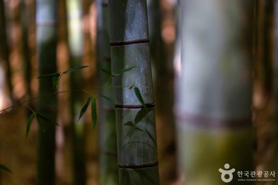 Ahopsan Forest (아홉산숲)