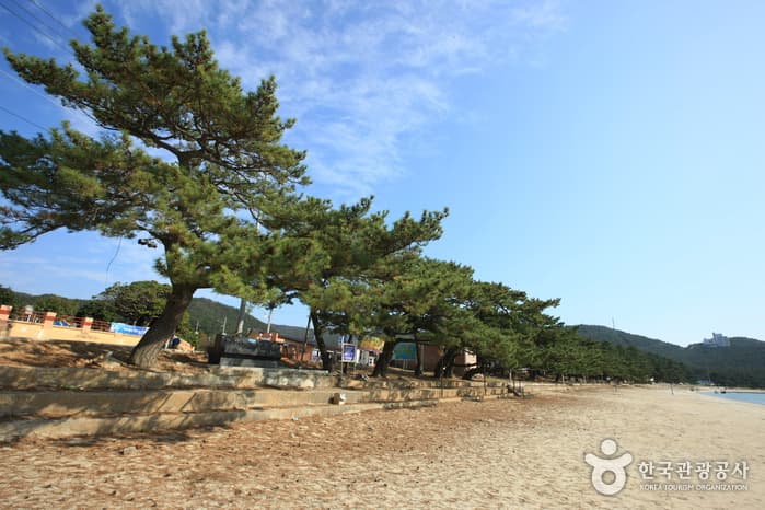 Songho Beach (송호해수욕장)