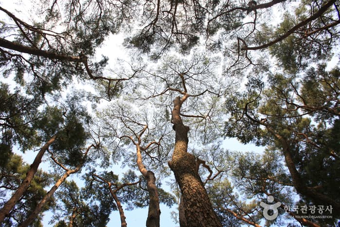 Hadong Pine Forest (하동송림)