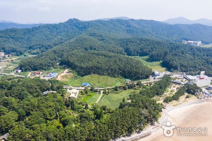 Cheollipo Arboretum (천리포수목원)