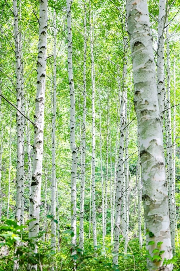 Wondae-ri Birch Forest (Whispering Birch Forest) (원대리 자작나무 숲(속삭이는 자작나무 숲))