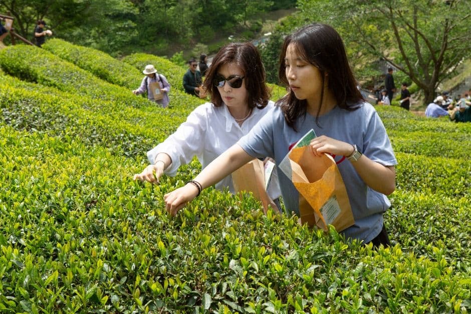 Boseong Green Tea Festival (보성다향대축제)
