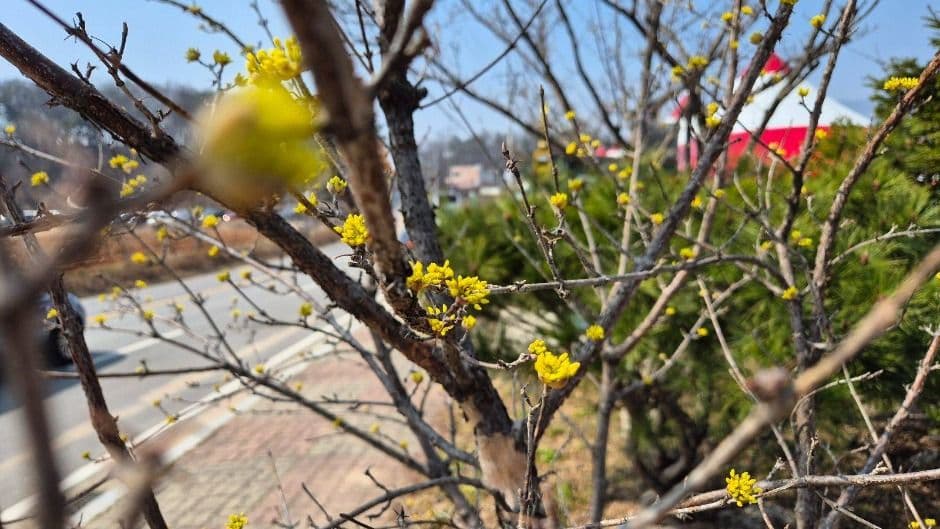 Icheon Baeksa Sansuyu Flower Festival (이천백사 산수유꽃축제)