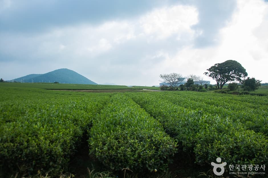 Seogwang Tea Garden (서광차밭)