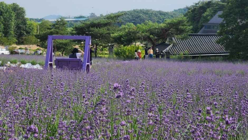 Gochang Blue Farm (고창 청농원)