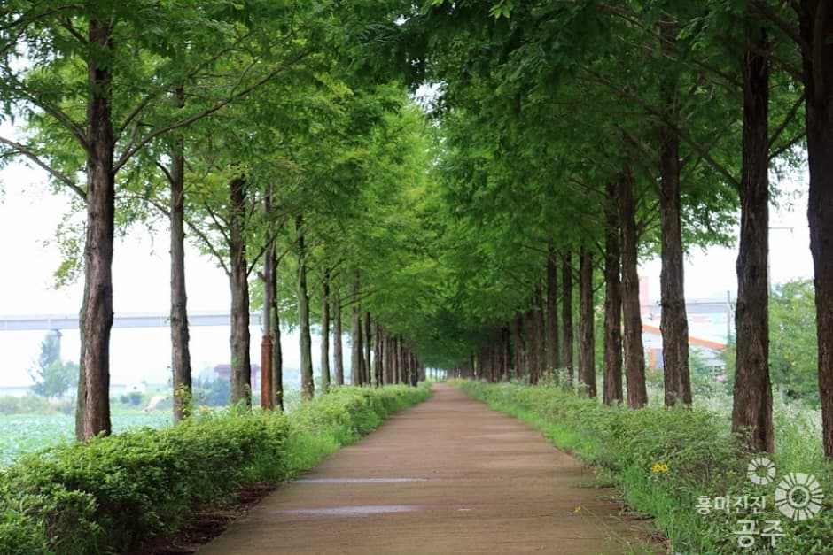 Metasequoia Road (메타세콰이어길)